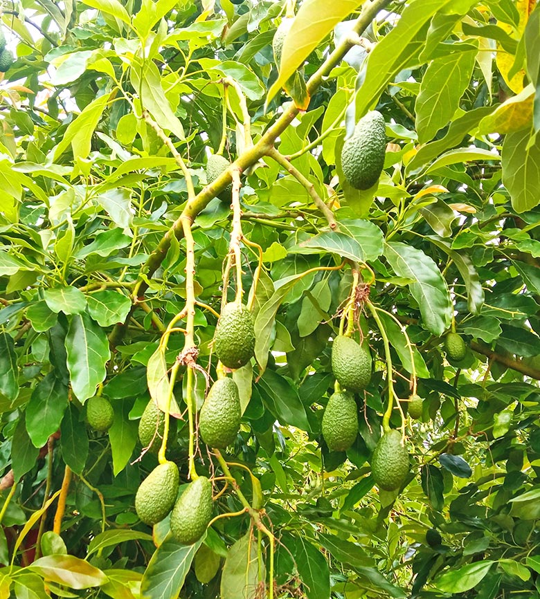 fruta fresca de máxima calidad