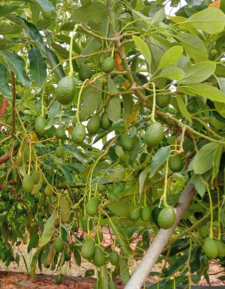 fruta fresca de máxima calidad